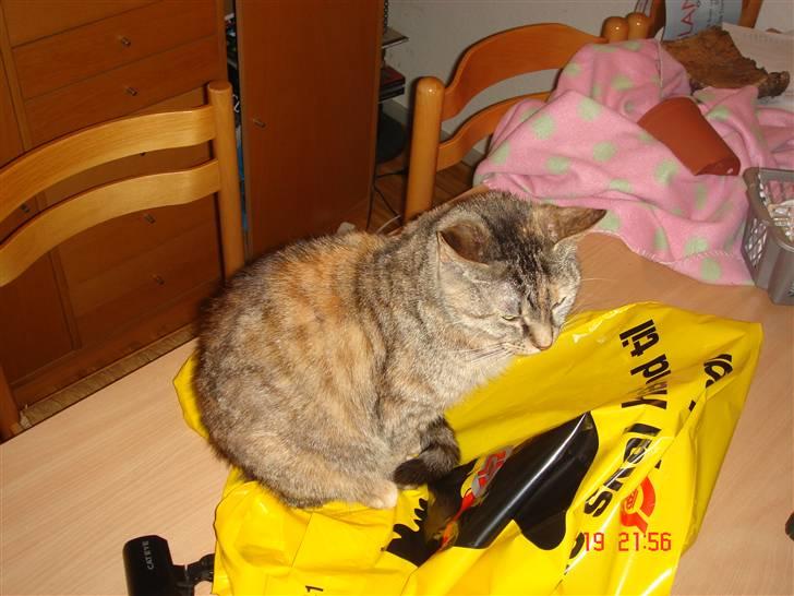 Blanding af racer maggie billede 7