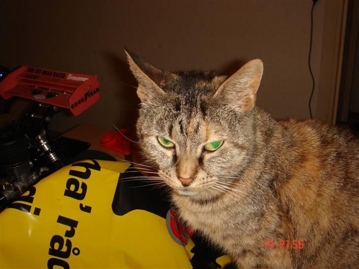 Blanding af racer maggie billede 8