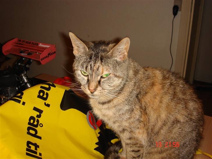 Blanding af racer maggie billede 9