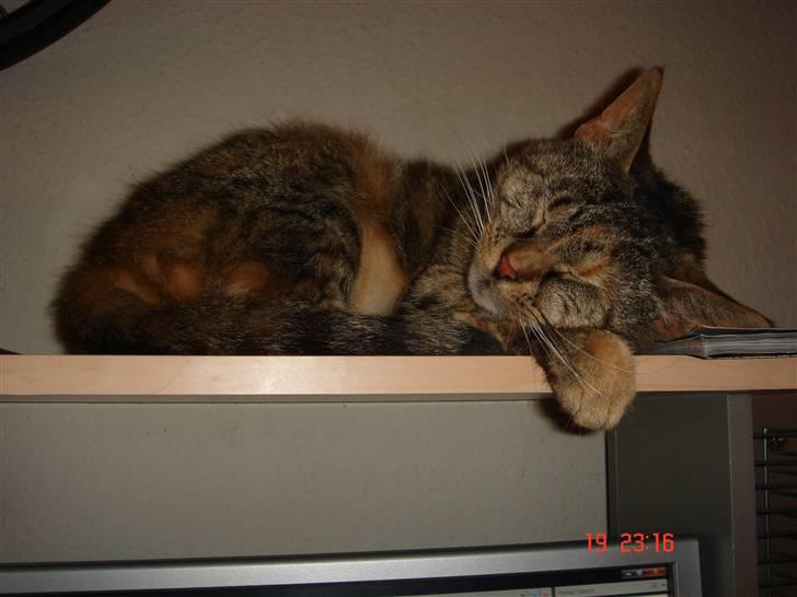 Blanding af racer maggie billede 10