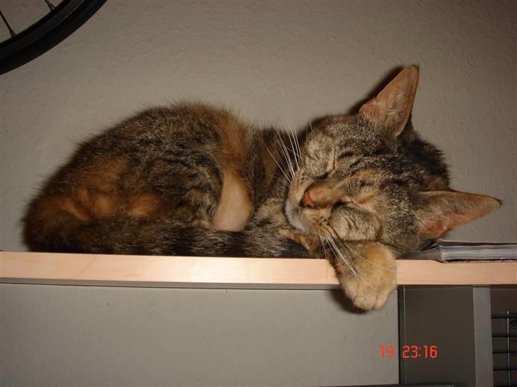 Blanding af racer maggie billede 11