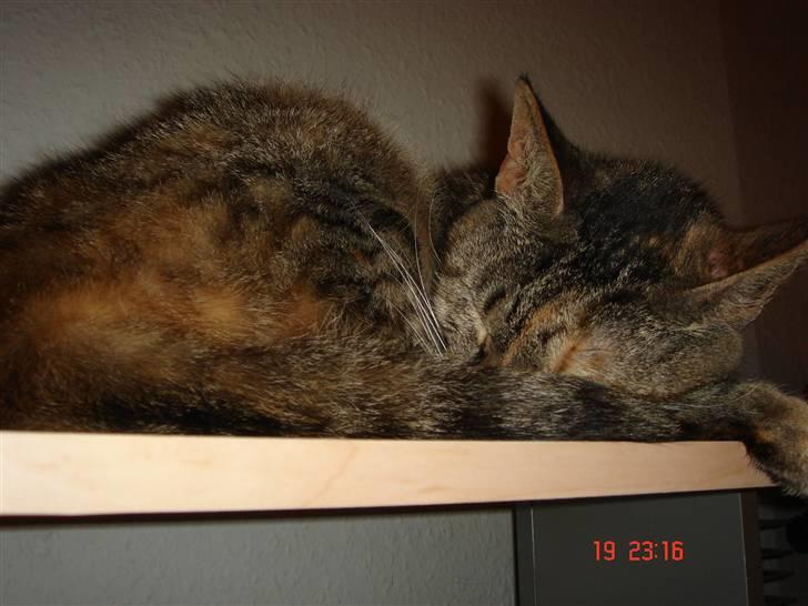 Blanding af racer maggie billede 12