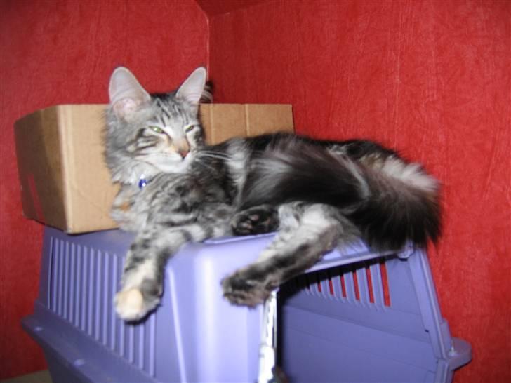 Maine Coon Liluu - Liluu 5 måneder. billede 6