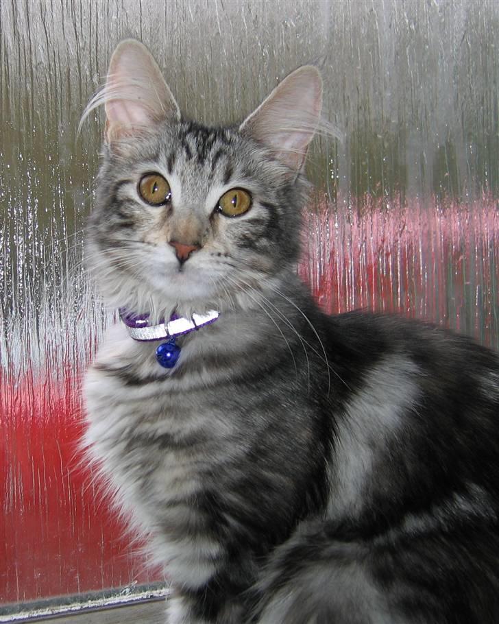 Maine Coon Liluu - Liluu 5 måmeder billede 7
