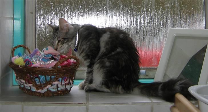 Maine Coon Liluu - Nok er du husets lillesøster men du får altså ikke hår pynt i Liluu. billede 8