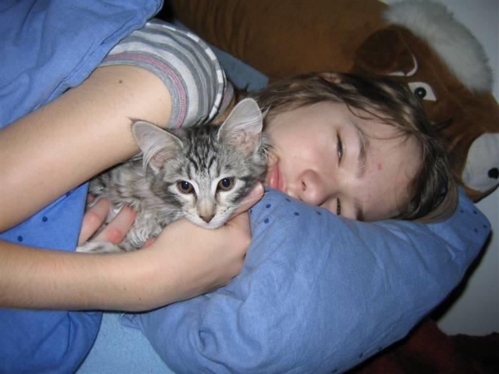 Maine Coon Liluu - Liluu og Denice billede 10