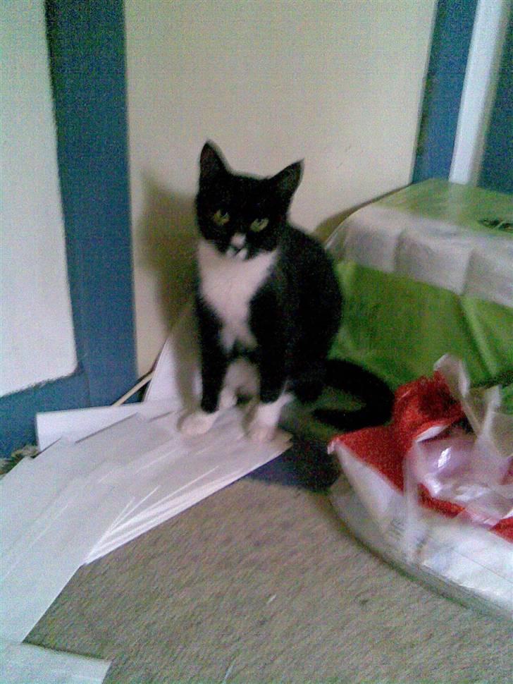 Huskat Bitten billede 1