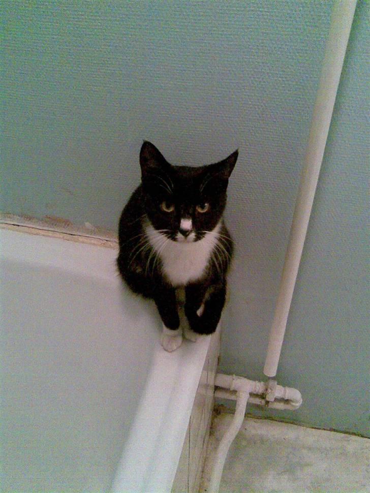 Huskat Bitten - jamen hej med dig ;P billede 2