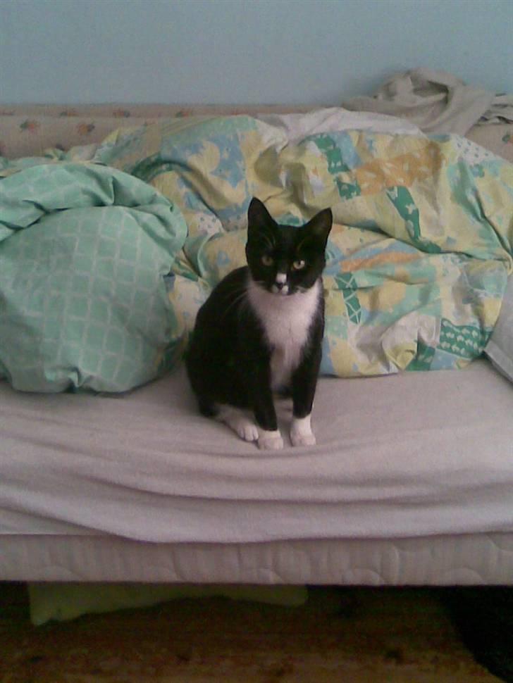 Huskat Bitten billede 3