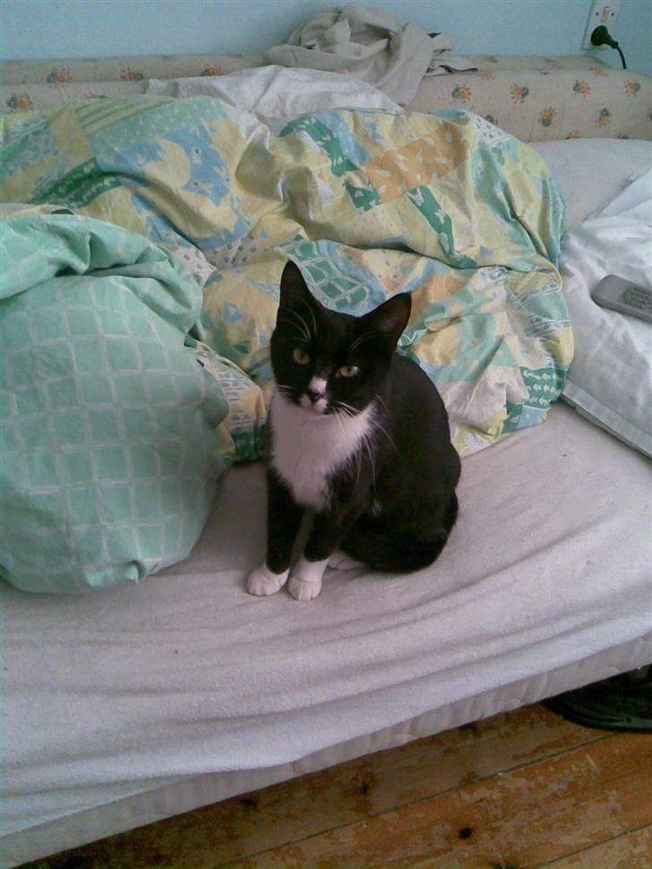 Huskat Bitten billede 4