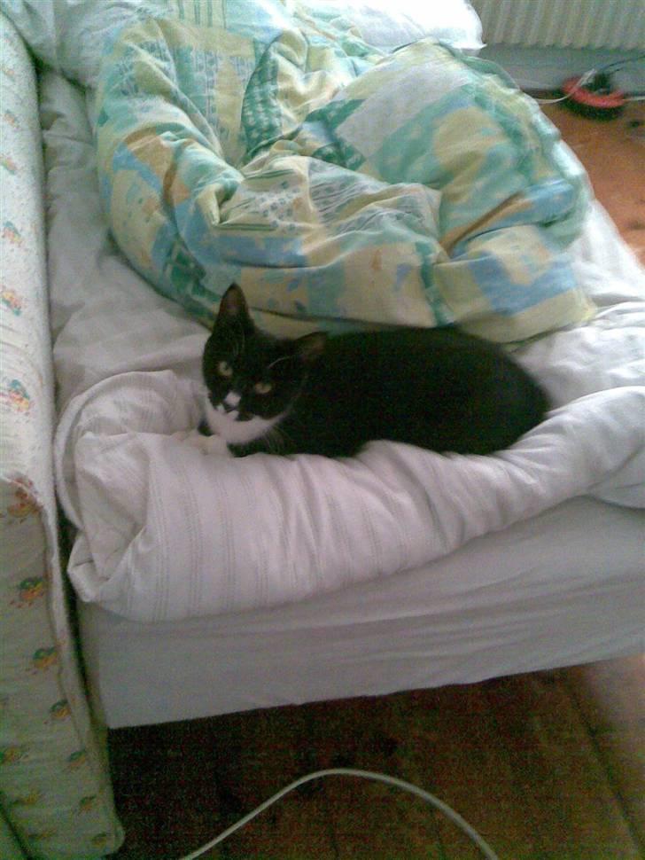 Huskat Bitten - lad mig nu være jeg prøver at sove her ! billede 5