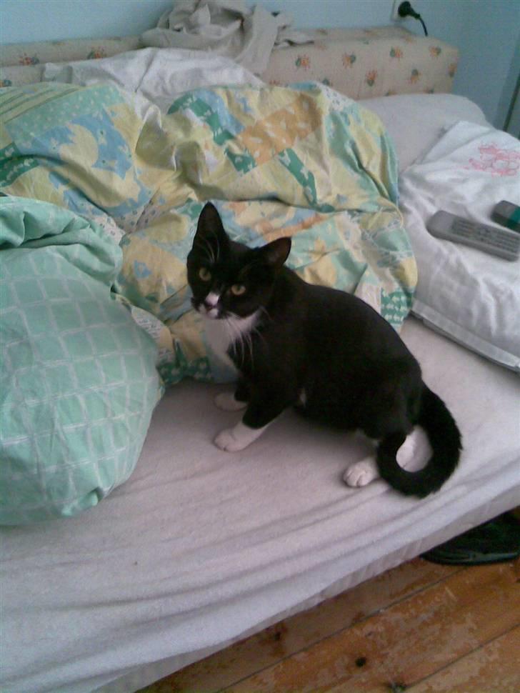 Huskat Bitten billede 6