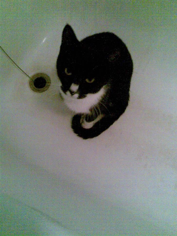 Huskat Bitten billede 7