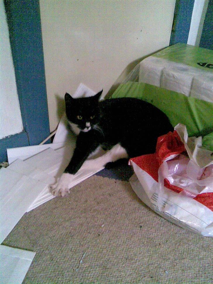 Huskat Bitten billede 8