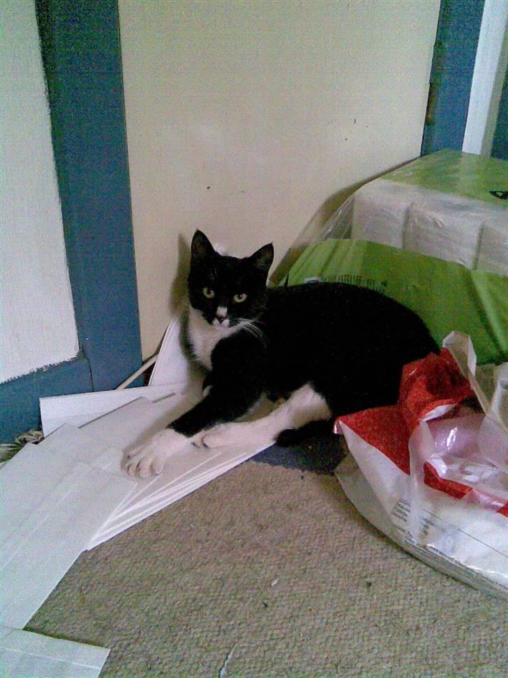 Huskat Bitten billede 9