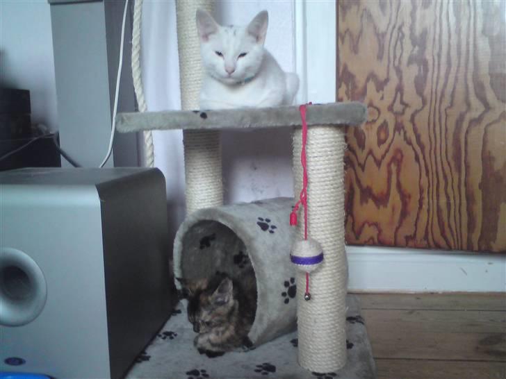 Huskat Luske billede 15