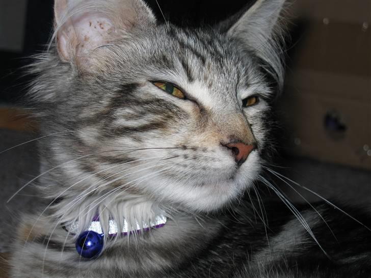Maine Coon Liluu billede 11