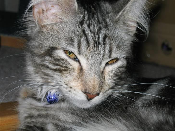 Maine Coon Liluu billede 12