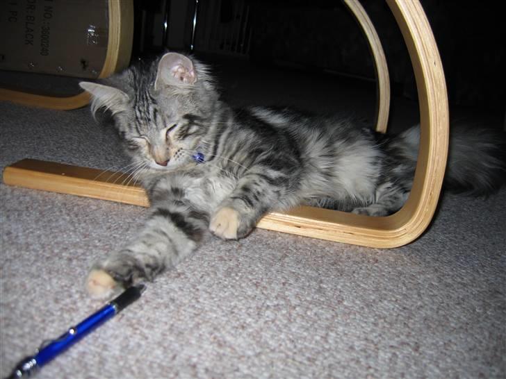Maine Coon Liluu billede 13