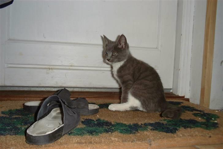 Huskat Sille *R.I.P* billede 4