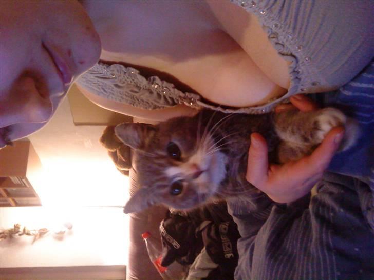 Blanding af racer sille (sillemis)(flyttet) billede 4