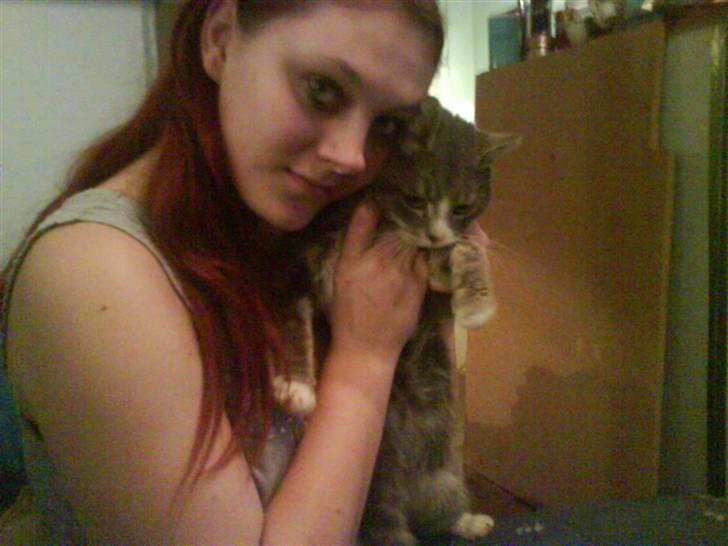 Blanding af racer sille (sillemis)(flyttet) billede 5