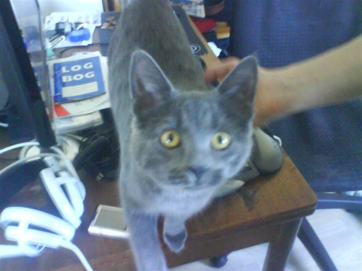 Huskat Cleo billede 1