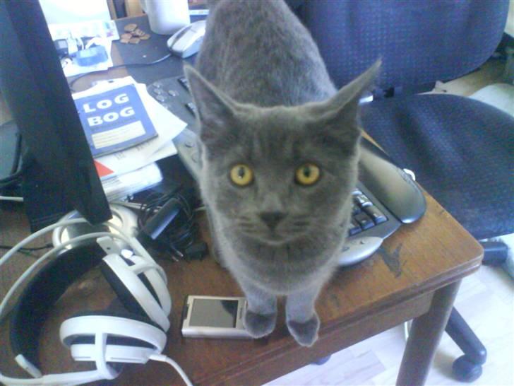 Huskat Cleo billede 2