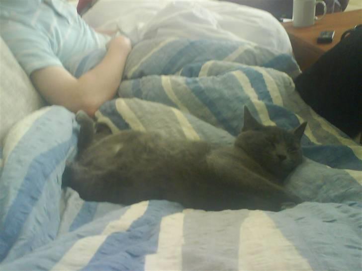 Huskat Cleo billede 3