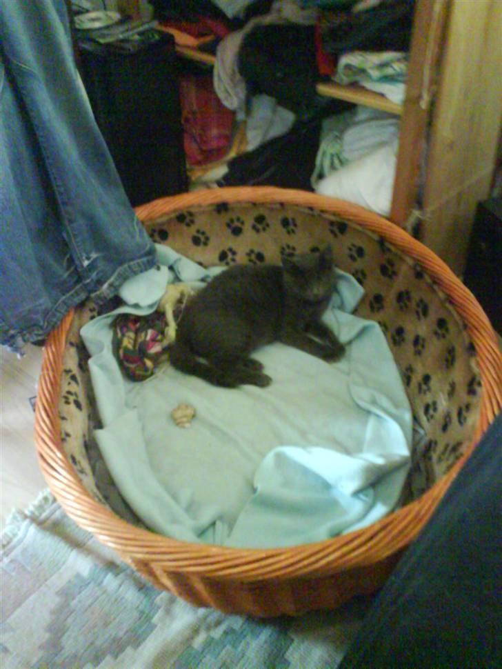 Huskat Cleo billede 4