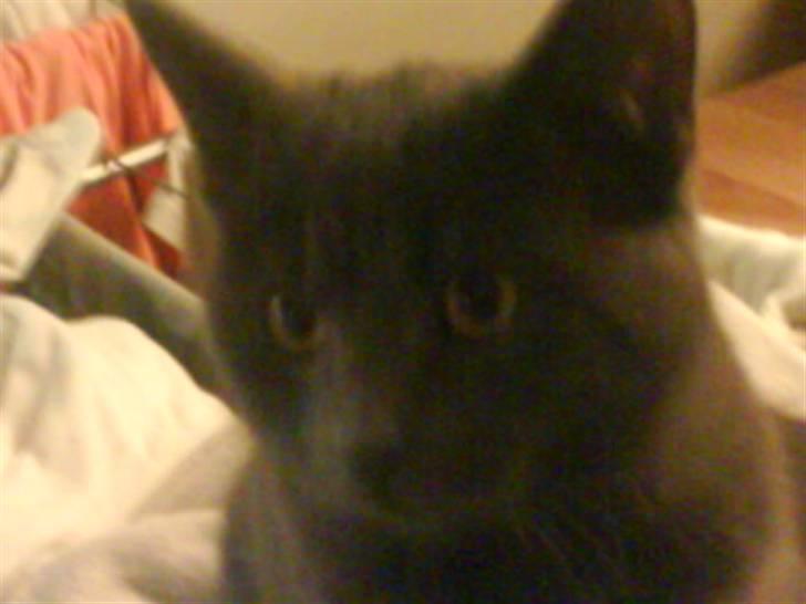 Huskat Cleo billede 5