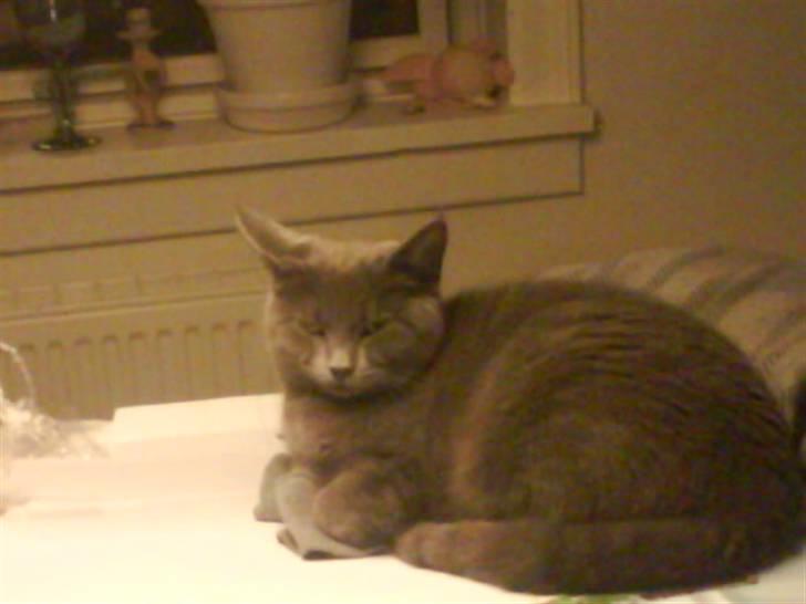 Huskat Cleo billede 6