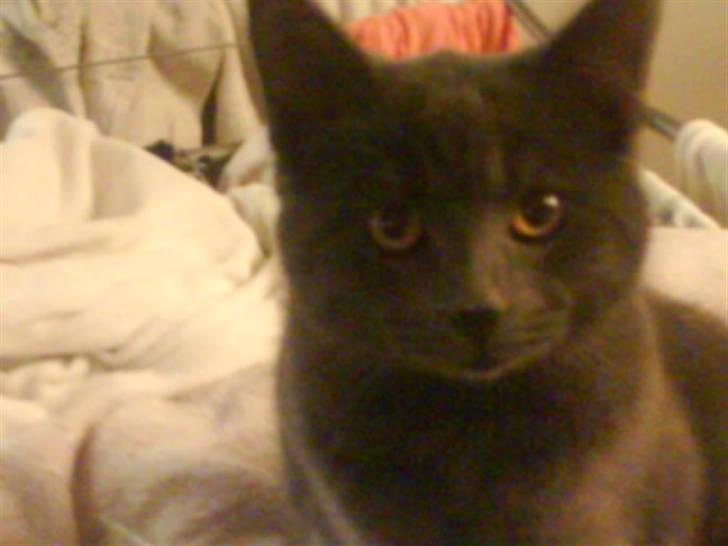 Huskat Cleo billede 7