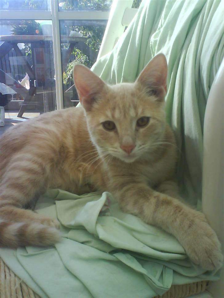 Huskat Charlie billede 1