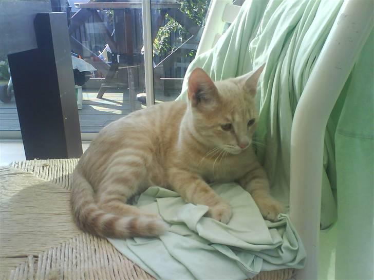 Huskat Charlie billede 2