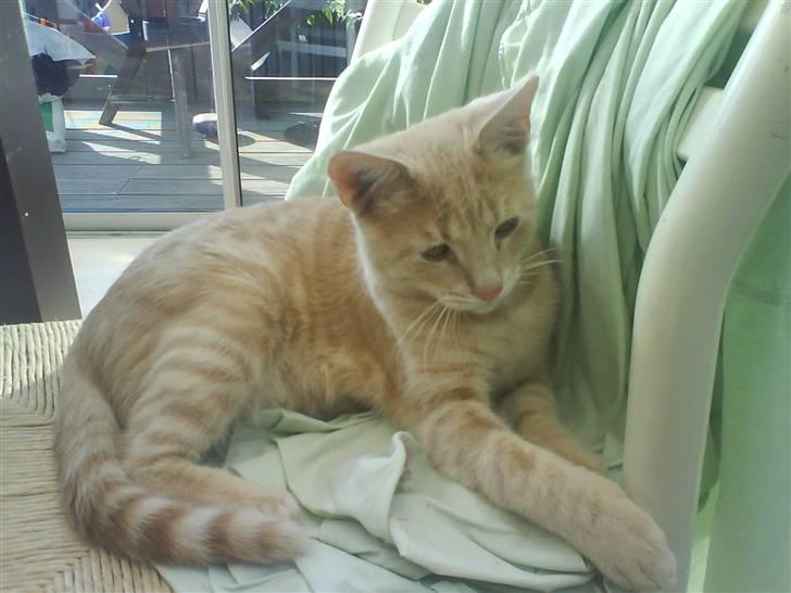 Huskat Charlie billede 3