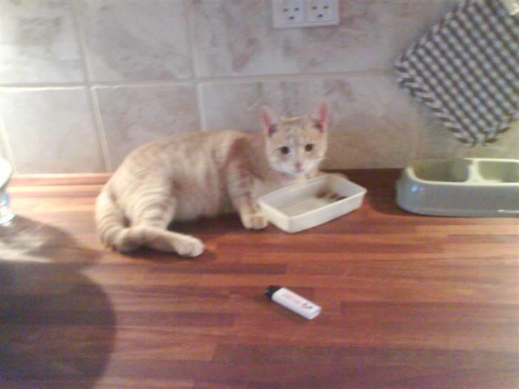 Huskat Charlie billede 4