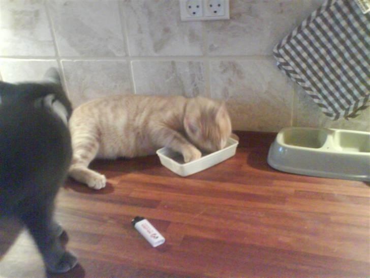 Huskat Charlie billede 5