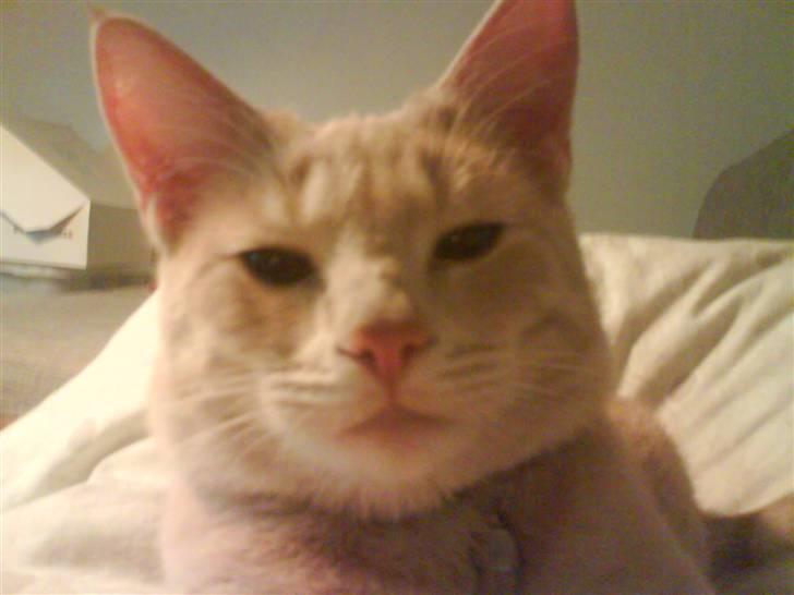 Huskat Charlie billede 6