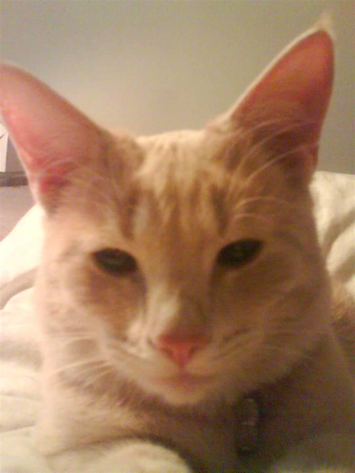 Huskat Charlie billede 7