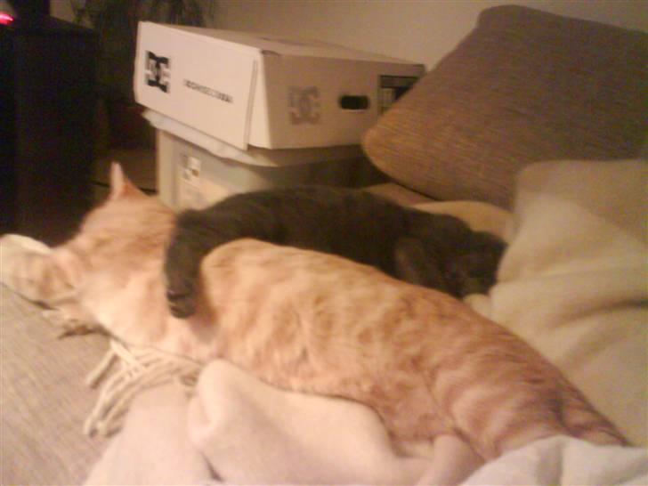 Huskat Charlie billede 8