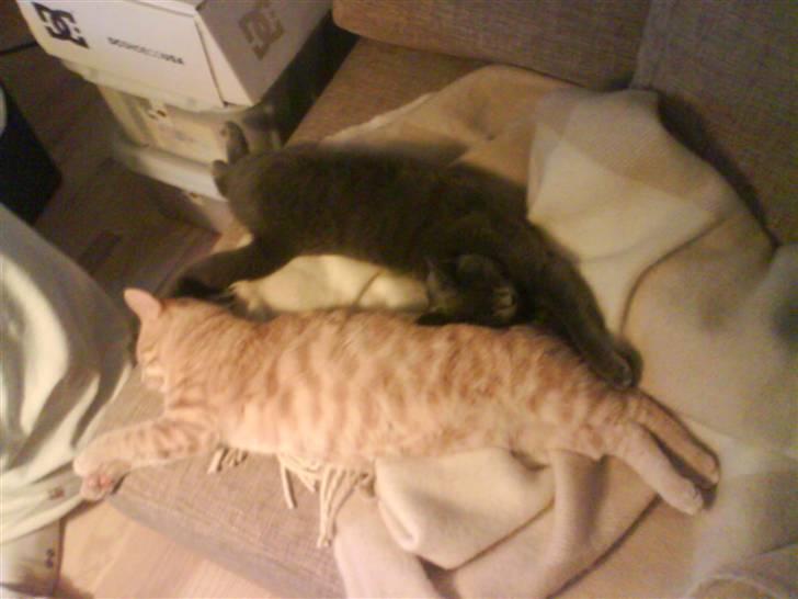 Huskat Cleo billede 8