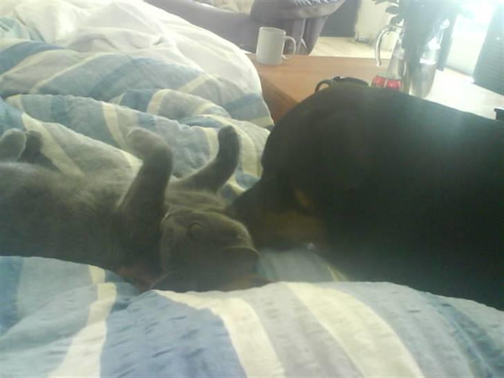 Huskat Cleo billede 9