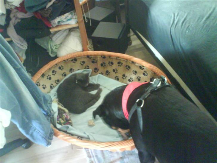 Huskat Cleo billede 10