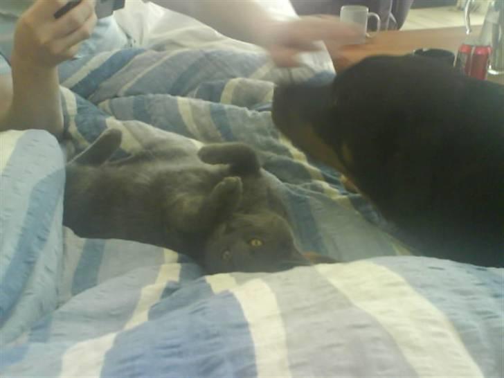 Huskat Cleo billede 11