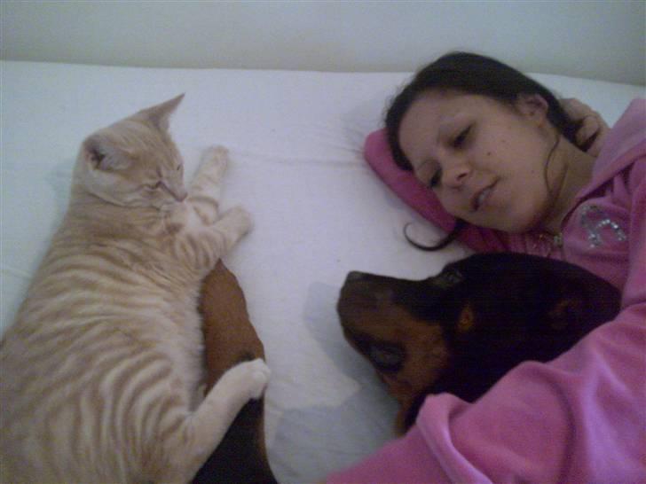 Huskat Charlie billede 10