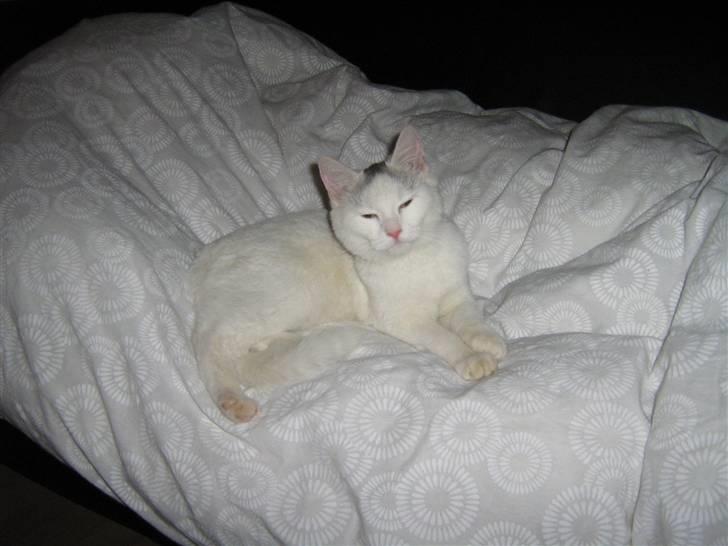 Blanding af racer Miri bortgives - mmm dejlig dyne du har billede 6