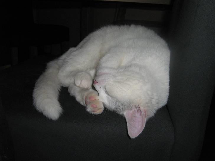 Blanding af racer Miri bortgives - hun sover så sødt billede 7