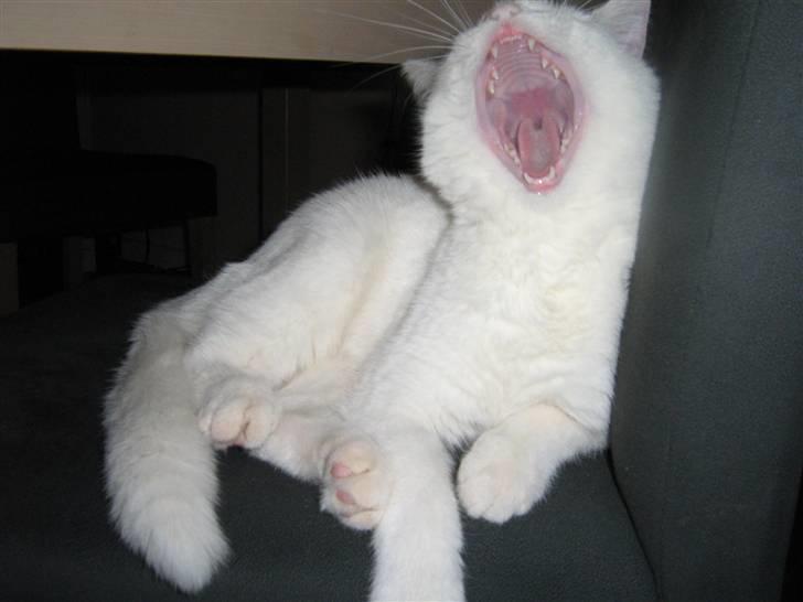 Blanding af racer Miri bortgives - og hun vågnede da jeg tog billedet men lagde sig bare om på siden og sov videre. billede 8