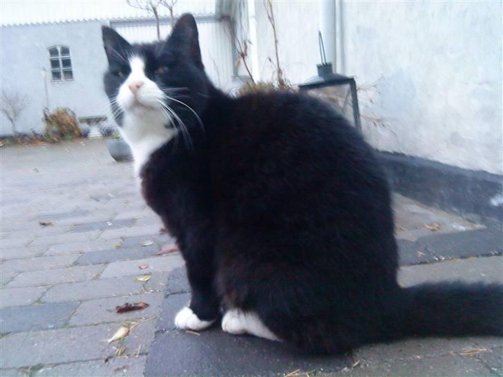 Blanding af racer Sort Mis - 10) Nyt billede 10